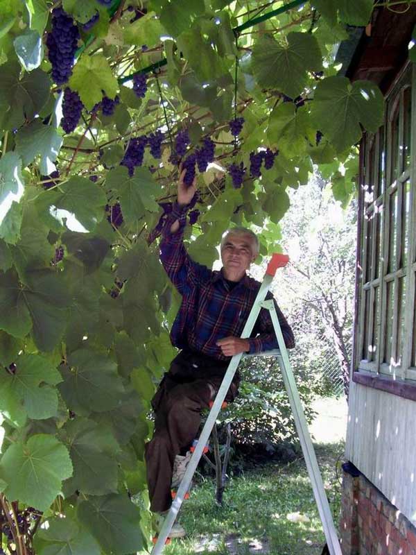 Как правильно посадить виноград в Подмосковье