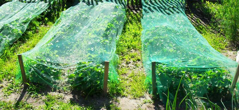 Как правильно накрыть клубнику с помощью сеток